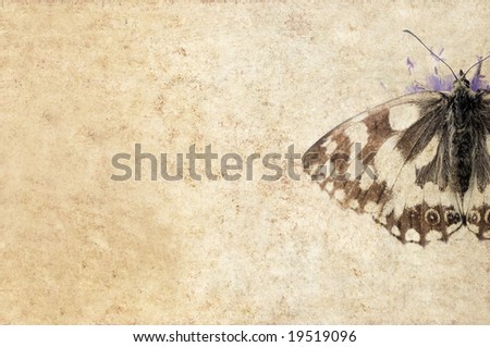 lovely brown background image with close-up of butterfly