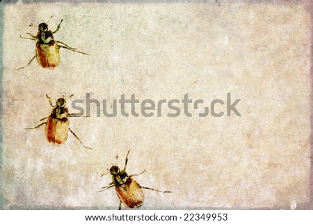 lovely brown background image with interesting texture and little beetles