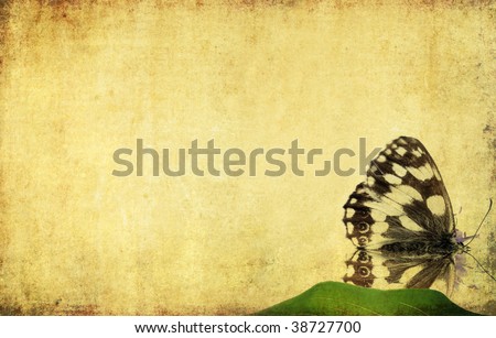 lovely background image with close-up of a butterfly. useful design element.