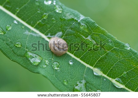 water drops and snail on leaf (shallow depth of field)