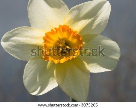 Close-up of narcissus flower taken against lowering sky