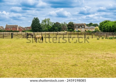 Similar – Image, Stock Photo Horses pasturing on meadow