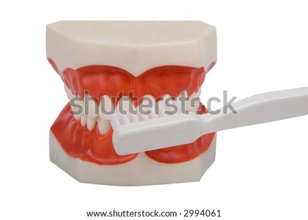 plastic dentures, used by dentists to show you how to brush correct your teeth, isolated on white