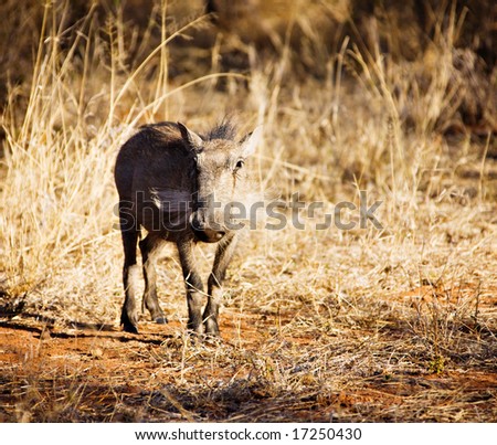 common warthog ,Phacochoerus africanus, African Lens-Pig, is a wild member of the pig family that lives in Africa