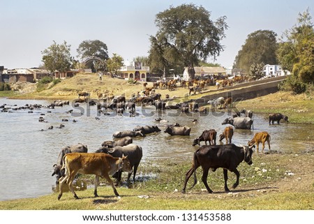 Landscape taken in a Gujarat village near Mangrol in rural countryside of India of cattle coming to water and bathe, cool down from the baking hot sun after a day of grazing