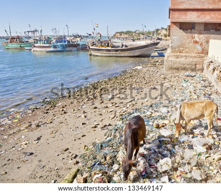 BET DWARKA, GUJARAT, INDIA - FEBRUARY, 27: On coastline of island with interest to Hindus sacred cows feed off trash left by tourists on pilgrimage to temples on February 27, 2013 in Bet Dwarka, India