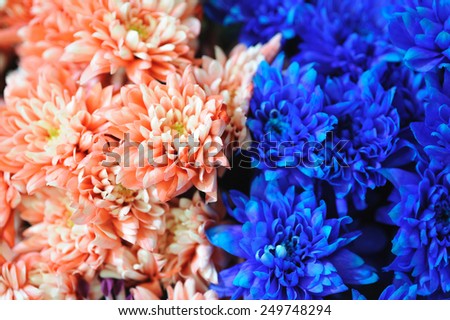 Pink and blue chrysanthemum background