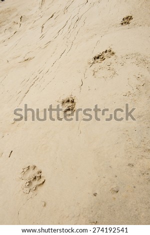 Close up background of sand with dogs footprints.