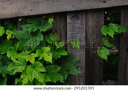 the hops leaves eaten by caterpillars near an old fence