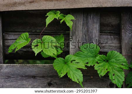 the hops leaves eaten by caterpillars near an old fence