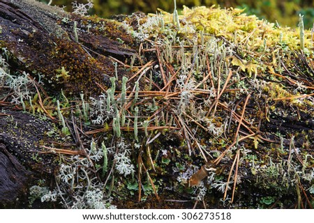 Moss and lichen in forest. close up background.
