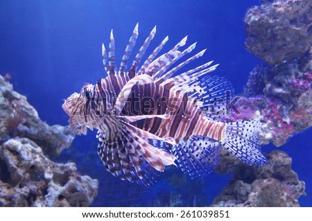 Poisonous fish lionfish