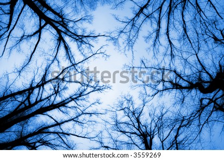 View to the tops of a cluster of tall trees in autumn from a low viewpoint.  Blue tone.