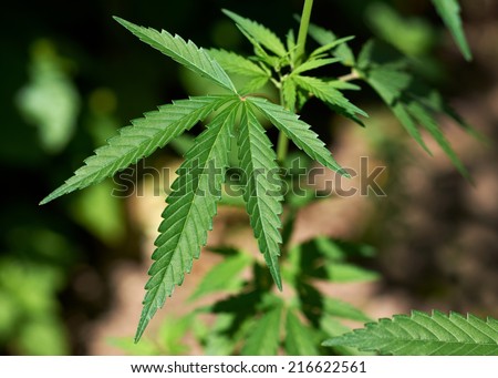 Fresh green marihuana sprout, leaf of medical cannabis