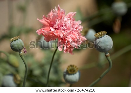Blossom and poppy-seed of opium poppy flower