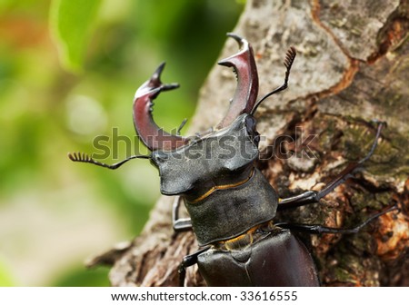 Stag beetle male showing his big horns