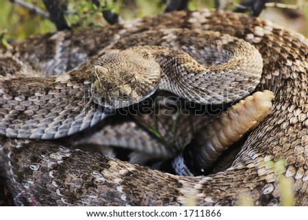 Western Diamondback Rattlesnake (Crotalus atrox) native to the southwestern United States. Growes to a length of 6 feet.