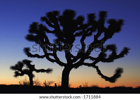 Joshua Tree (Yucca brevifolia) at dusk, Josh Tree National Park, California