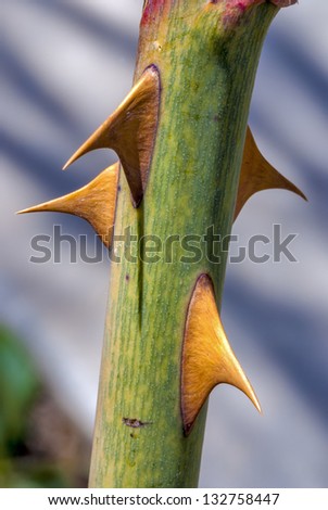 Green rose stem with yellow thorns