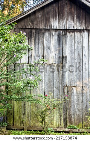 Old wood shed with flowers growing
