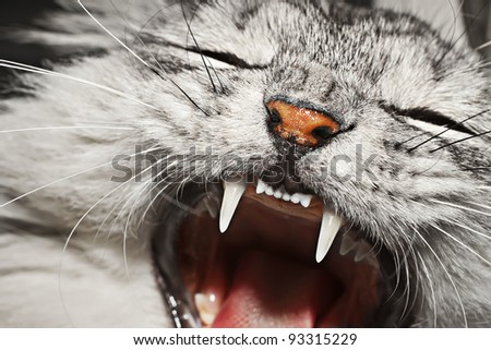 Cat  open mouth close up