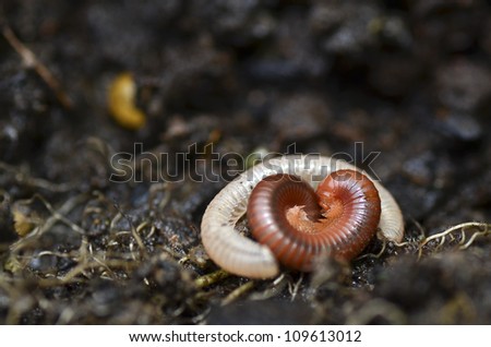 Millipede changing the skin