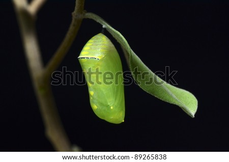 pupa of Plain Tiger Butterfly on black background