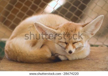 big-eared desert fox