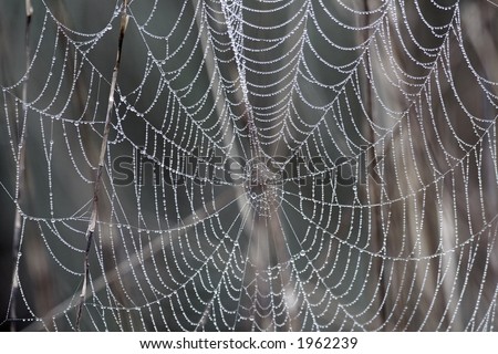 The dew drops covered neatly the entire spider web, and highlight the amazing structure of the web. The shiny and pure dew drops looks very much like the strings of pearls.