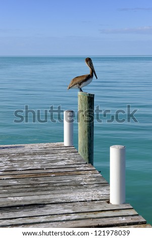 Pelican bird perched on wood pole of jetty leading into a turquoise blue sea in Governor\'s Harbour, Eleuthera, Bahamas, Caribbean