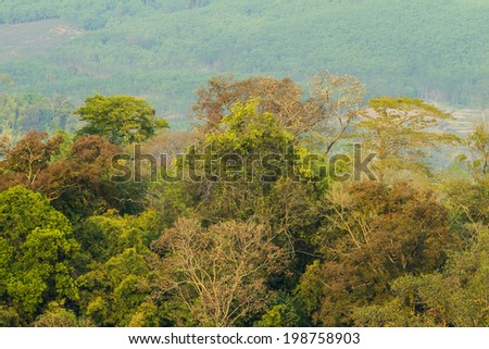 Changing color of mixed deciduous forest(forest with many varieties of trees 	 ), Thailand