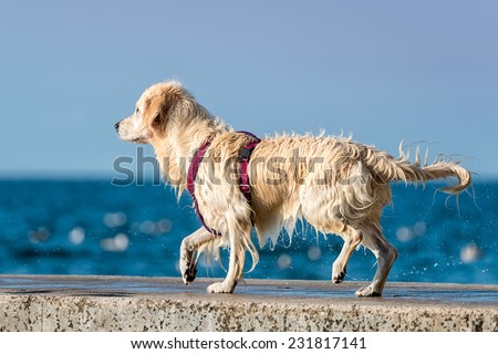 Golden Retriever dog enjoying summer
