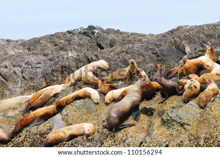 Sea-Lions on a Rock in the Pacific Ocean, British Columbia Canada