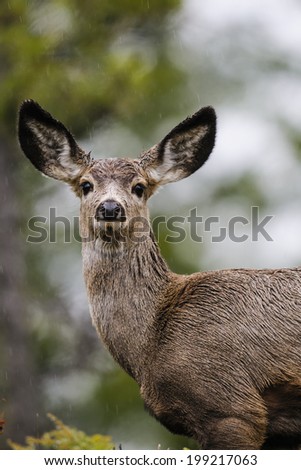 White-tailed deer in a forest clearing in spring