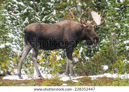 Wild Canadian Bull Moose with Antlers on a parkway roadside in the Snow in Autumn.