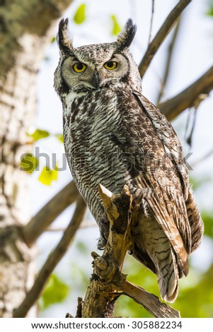 Wild Great Horned Owl perched in a tree in springtime