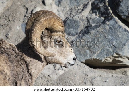 Close up profile of a wild Rocky Mountain Big Horned Sheep, Alberta Canada