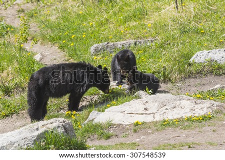American Black Bear mother and cubs in the springtime, Jasper National Park Alberta Canada