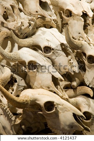 Pile of Buffalo skulls