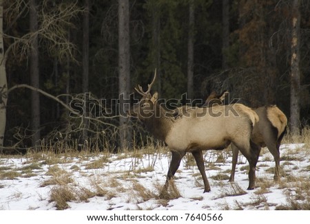 Elk in snowy field at the edge of a forest