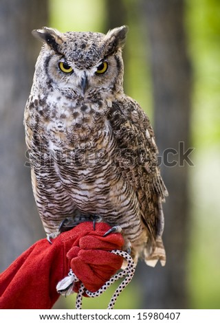 Great horned owl with bird handler in the forest