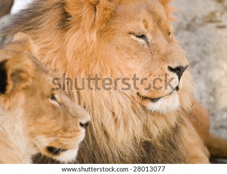 Pride of lions relaxing in the sun