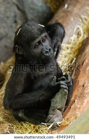 Young Gorilla playing in straw at the zoo