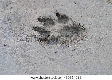 Dog track imprinted in mud