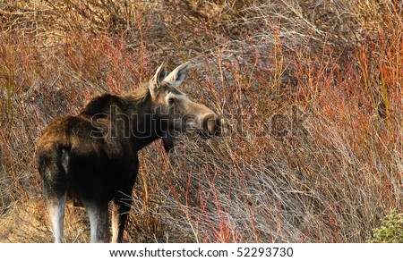 Moose eating bushes in Kananaskis Country Alberta Canada
