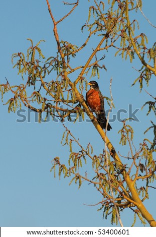 American Robin perched in a tree