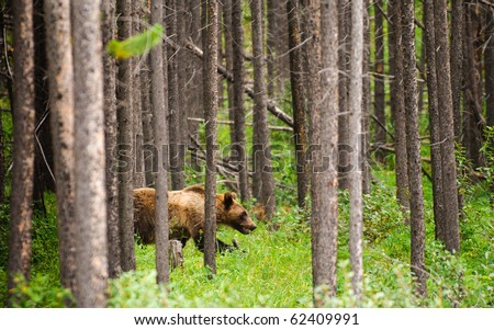 Young Grizzly Bear in a forest, Peter Lougheed Provincial Park, Kananaskis Country Alberta Canada