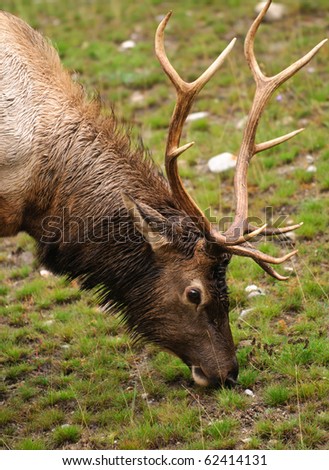 Wild Bull Elk feeding on grass in autumn, Banff National Park  Alberta Canada