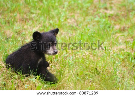 Wild Black Bear family, mother and three cubs in Jasper National Park Alberta Canada