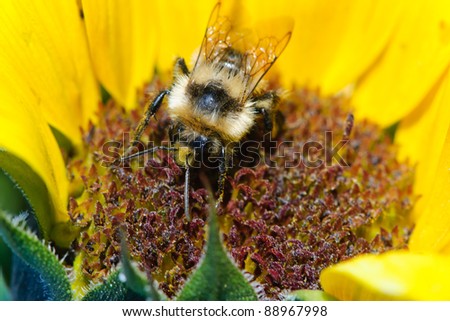 Bumble Bee on a sunflower